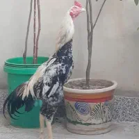 خروس لاری