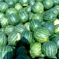 بیا که مفت شده هندوانه فقط ۹ هزار تومن فقط تا امشب