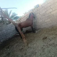 اسب