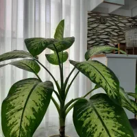 گل طبیعی دیفن