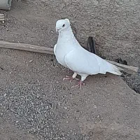 کبوتر|پرنده|اردکان, |دیوار