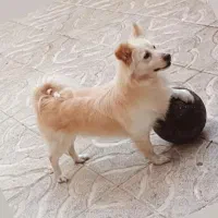 سگ پاپی اشپیتز