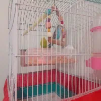 پرنده جفت