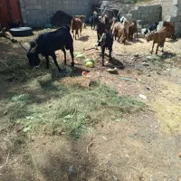 گوسفند نری پاکستانی