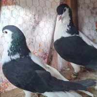 کبوتر رنگی  ساده،طوقی، کله سفید،چپ