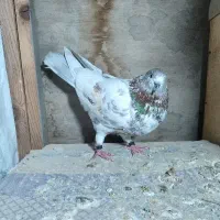 کفتر