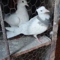 کبوتر|پرنده|مسجد سلیمان, |دیوار