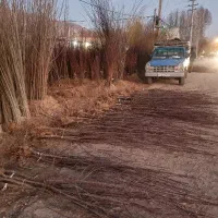 استخدام نیرو کارگر درخت فروشی