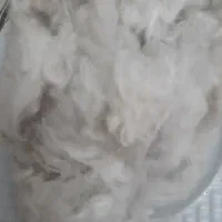 پنبه