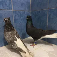 جفت دم سفید اشعل و کوهی درجه یک