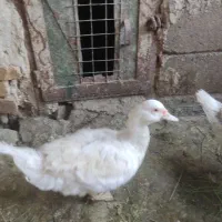 اوردک‌هلندی‌معمولی‌خروس