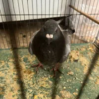 کبوتر پلاکی