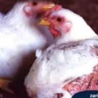 مرغ جهت خون کردن