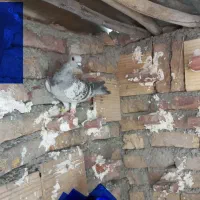 کبوترنرسفیدسیستان و بدرنگ افغان کلاهی گوک