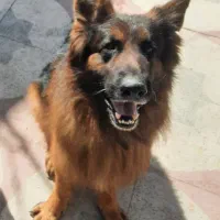 سگ ژرمن