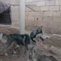 سگ هاسکی