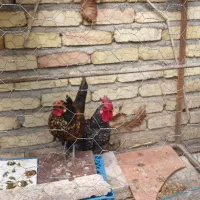 مرغ وخروس سبرایت
