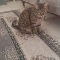 واگذاری گربه