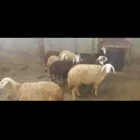 بره ماده پلنگی زیر قوچی