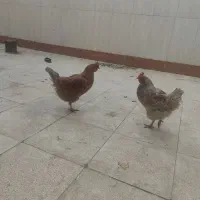 دوتا مرغ تخم گذار جوان