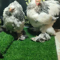 مرغ و خروس برهما