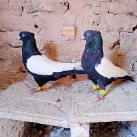 کبوتر سینه سیاه