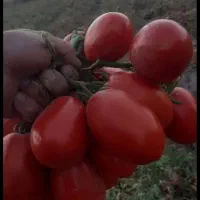 گوجه تازه مخصوص رب