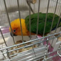 سلام طوطی خورشیدی نیمه دستی سرحال
