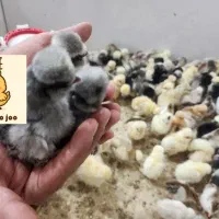 پخش و پرورش جوجه های کاکلی سلطان پرپا