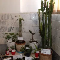 گل های طبیعی