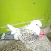دوکت فقط ۹۰۰ معاوضه.باکالاف