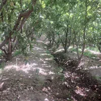 چهار دیواری نقلی قدیمی سند دار دهشاد بالا