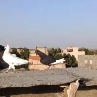 کفتر