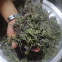 کاکوتی یا رزماری یا پونه کوهی