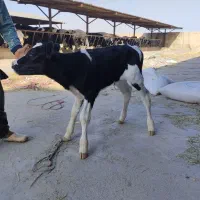 گاو گوساله نر.تلیسه.