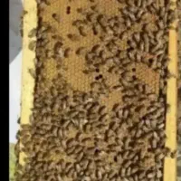 فروش زنبورکارنیکا تخمریزی وعسل قابی 600هزارتومان