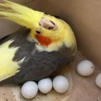 قبول نگداری پرنده