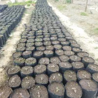 نهال کیوی خیاری و هایوارد