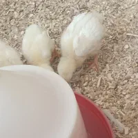 جوجه گوشتی راس