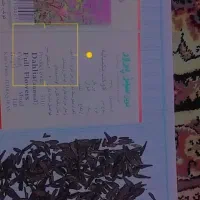 بذر گل کوکب الوان ساقه بلند