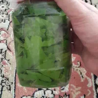 برگ دلمه