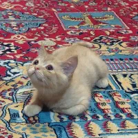 واگذاری گربه بریتیش