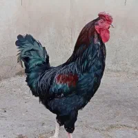 خروس محلی|حیوانات مزرعه|جوانرود, |دیوار