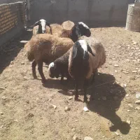بره و گوسفند