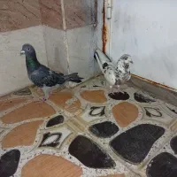 فروش فوری کفتر