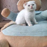 بچه گربه اسکاتیش صورت گرد و تپل