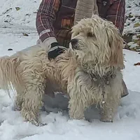 سگ پاپی|حیوانات|اصفهان, پرتمان|دیوار