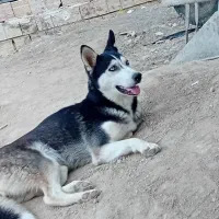 سگ هاسکی ماده
