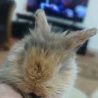 خرگوش یک ماهه