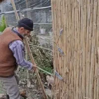 پرچین.شاخه صنوبر صاف.حصار زمین